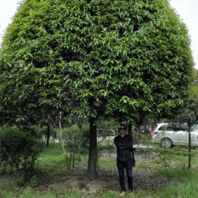 低价出售高杆桂花