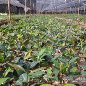 湖南油茶苗湖南怀化油茶苗