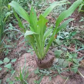 大花萱草各種規(guī)格苗圃出售