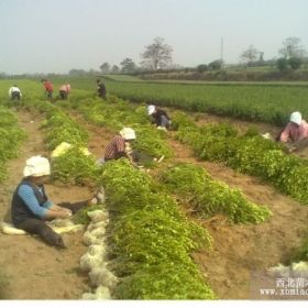 山东黄杨，107杨大小苗