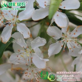 金色雨點海棠 海棠雨點海棠