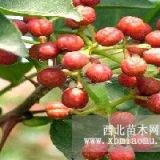 批發(fā)花椒苗 廚房必備美味調(diào)料 花