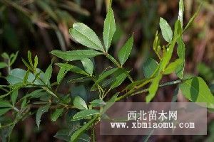 大量批发供应优质花椒树苗 山东花