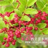 湖南特產(chǎn)花椒樹苗 大紅袍 九葉香