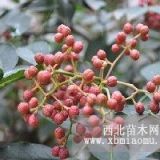 基地常年銷售優(yōu)質(zhì)花椒樹(shù) 供應(yīng)優(yōu)質(zhì)