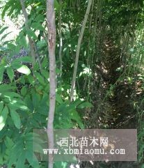 無患子哪里有?江西九江華盛園藝場(chǎng)