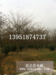 燈臺樹價格供應8-15公分