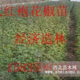 50公分高花椒苗，一年花椒苗，花椒苗经济价值，0.4粗花椒苗