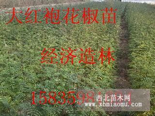 50公分高花椒苗，一年花椒苗，花椒苗经济价值，0.4粗花椒苗