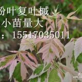 永震園林主營各種彩葉樹