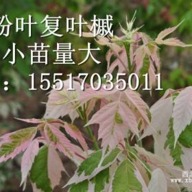 永震園林主營(yíng)各種彩葉樹