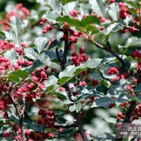 花椒苗价格 山东花椒苗价格