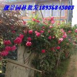 薔薇月季150公分長(zhǎng).大花薔薇苗批發(fā)