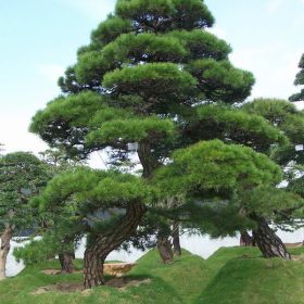 直销油松黑松规格高