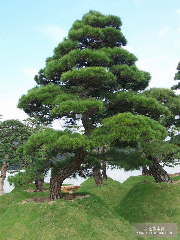 油松黑松