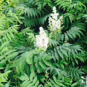 珍珠梅、黃刺梅、薔薇