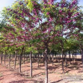 香花槐价格 嫁接香花槐价格