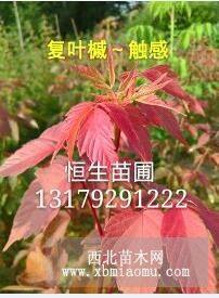 紅葉復葉槭 觸感