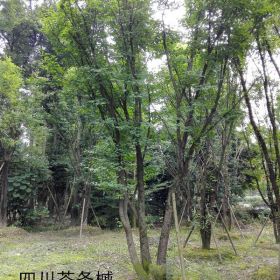 西南茶條槭種植基地叢生獨桿茶條槭