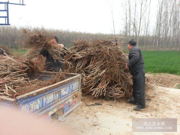 戶太八號(hào)葡萄樹