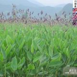 再力花   沭陽再力花低價批發(fā)