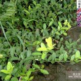 扶芳藤   沭陽扶芳藤低價(jià)出售