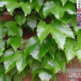 爬上虎小苗  沭陽(yáng)爬上虎批發(fā)