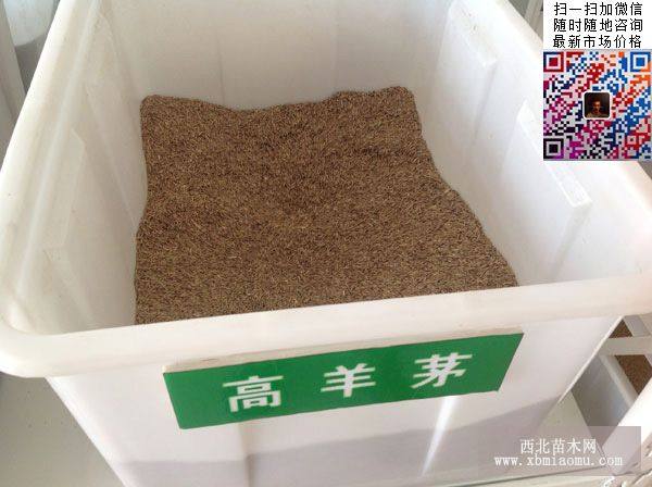  进口高羊茅草坪