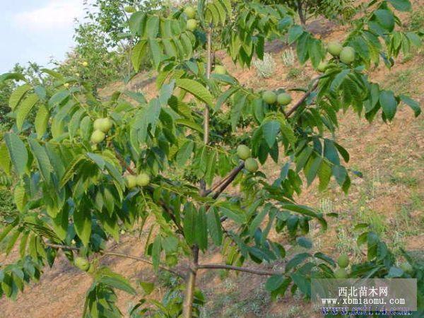 果樹占地苗