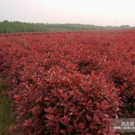 红叶石楠价格 红叶石楠苗木基地