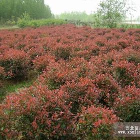 土石楠球价格 苗木基地