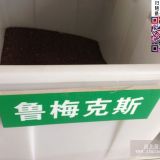 鲁梅克斯种子