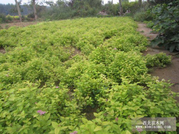 金山繡線菊