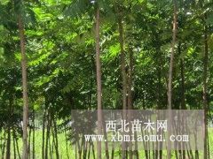 火炬树价格 河北火炬树基地报价