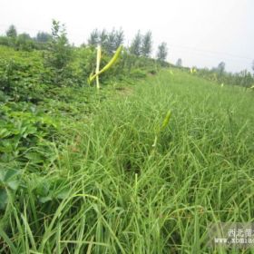 优质大花萱草培育基地 大花萱草_价格_图片