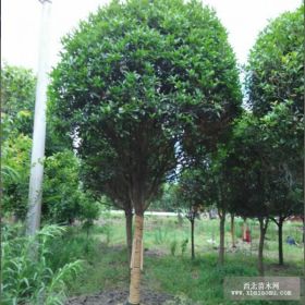 10成都溫江桂花基地供應(yīng)高桿桂花