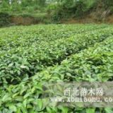 供應(yīng)大果紅花油茶苗