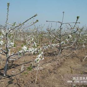 吉塞拉大櫻桃苗發(fā)育階段性明顯