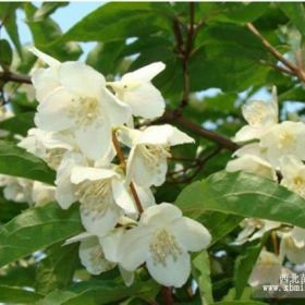 供应4-6分枝 太平花 太平花小苗