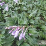 供應(yīng)50萬芽紫玉簪