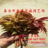 紅油香椿苗 紅油香椿苗批發(fā)價(jià)格