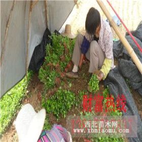 苗木基地出售卫矛、黄杨、紫薇小苗