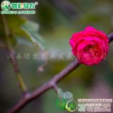 江南朱砂 優(yōu)質(zhì)梅花苗 江西綠供應(yīng)