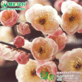 傅粉梅 梅花小苗供應(yīng) 優(yōu)質(zhì)梅花