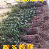 桂花苗1.5米以上20萬(wàn)棵低價(jià)出售