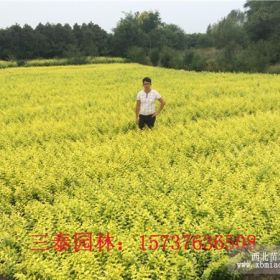 河南金葉女貞基地，潢川金葉女貞基