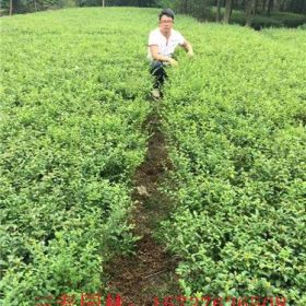 河南小葉女貞基地、潢川小葉女貞基