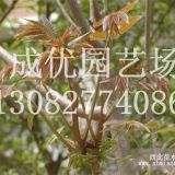 優(yōu)質(zhì)紅油香椿樹苗、小苗品種齊全