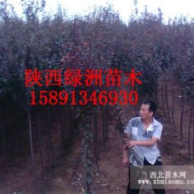 陜西綠洲供應蘋果苗200萬