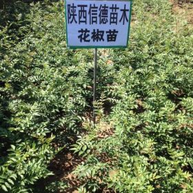 陕西花椒苗|杨凌花椒苗|陕西大红袍花椒苗